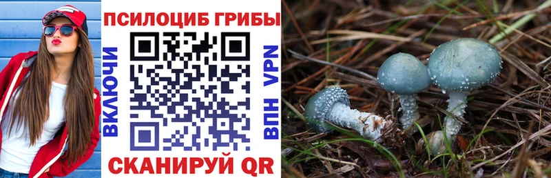 Купить Донской Псилоцибиновые грибы Psilocybine cubensis